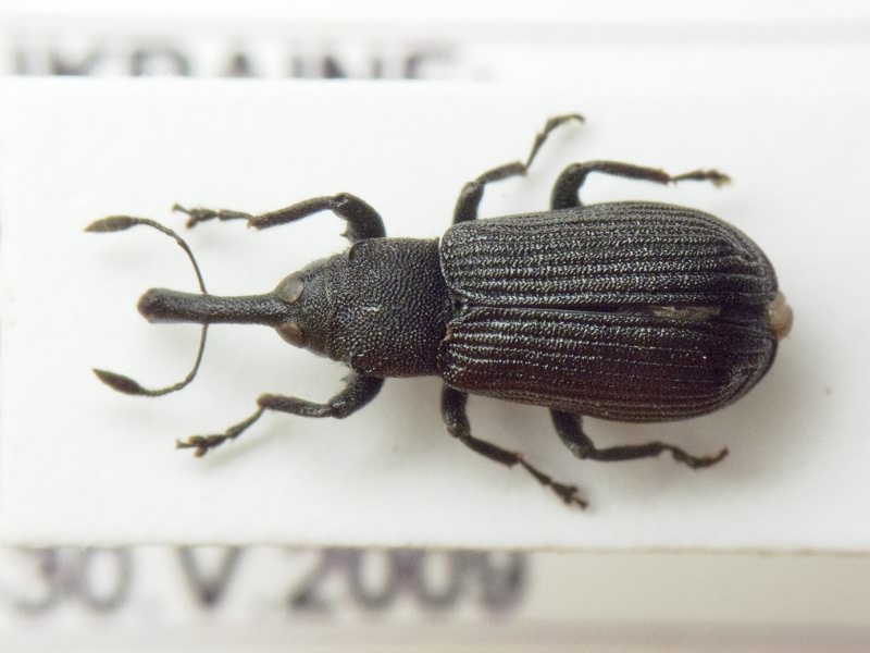 Magdalis (Odontomagdalis) caucasica (Tournier, 1872)